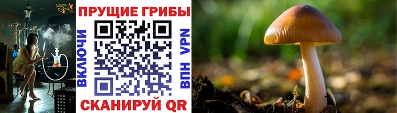 Галлюциногенные грибы Cubensis закладка Майский